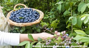 highbush u-pick blueberries north carolina