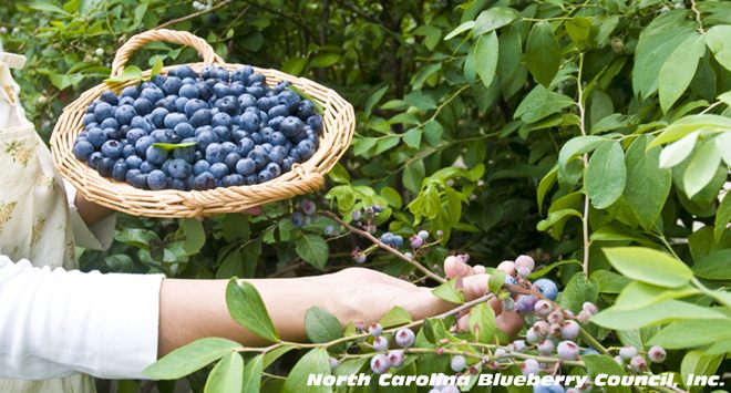 highbush u-pick blueberries north carolina