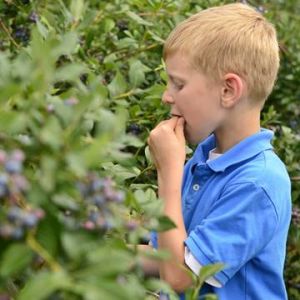 Blueberry Picking North Carolina Family Fun image 2016